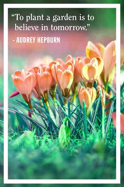 Faith makes all things possible. Love makes all things easy. funny-easter-quotes-to-plant-a-garden-is-believe-in-tomorrow