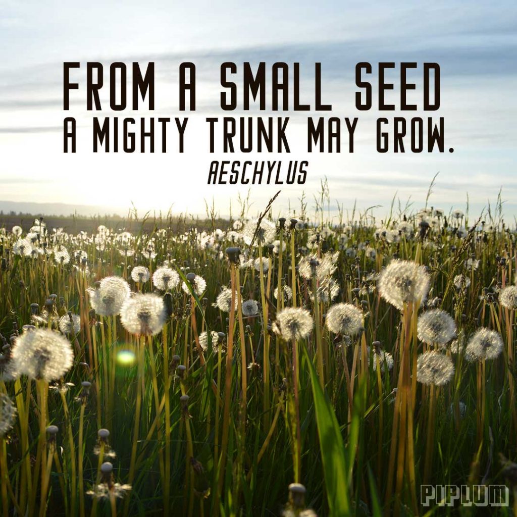 From a small seed, a mighty trunk may grow. Inspirational quote by Aeschylus. Inspirational-Quote-A-field-full-of-sow-thistle-and-dandelions