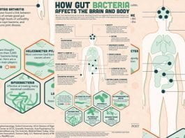 How Gut Bacteria Affects The Brain And Body. [infographic]
