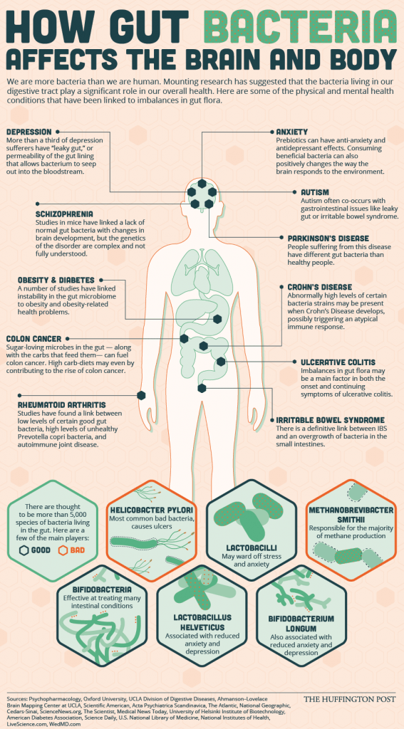 How-gut-bacteria-affects-the-brain-and-body How-gut-bacteria-affects-the-brain-and-body