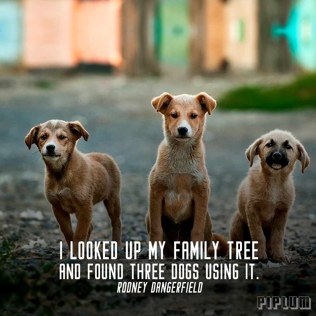 Family quote. 3 dogs looking straight at the camera