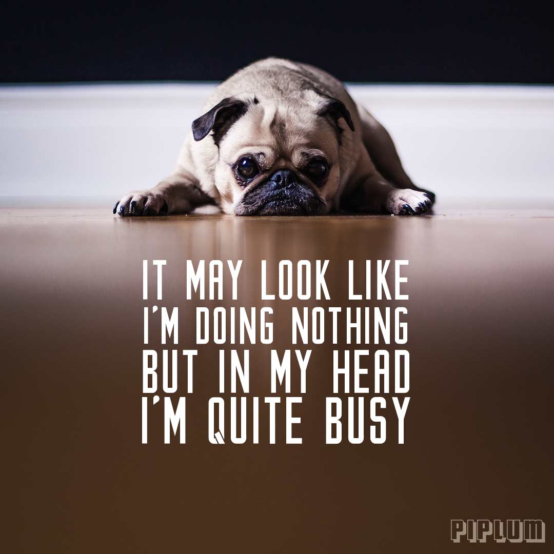 Funny quote. Pug chilling on the ground and doing nothing.