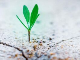 small-things-matter-ecological-world-quote-tree-seedling-plant