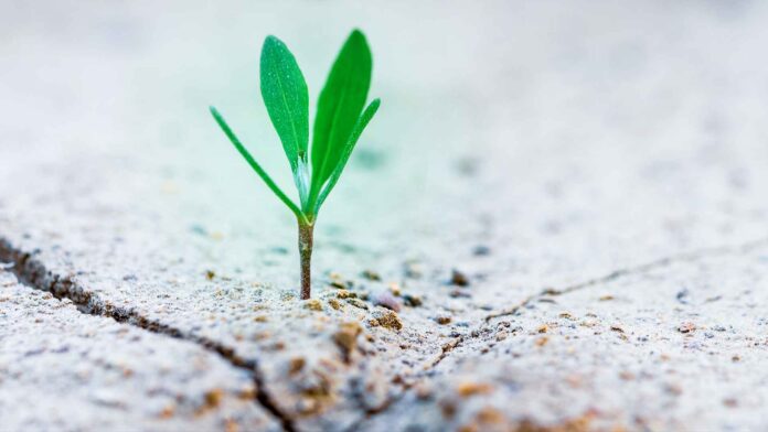 Small Things... small-things-matter-ecological-world-quote-tree-seedling-plant