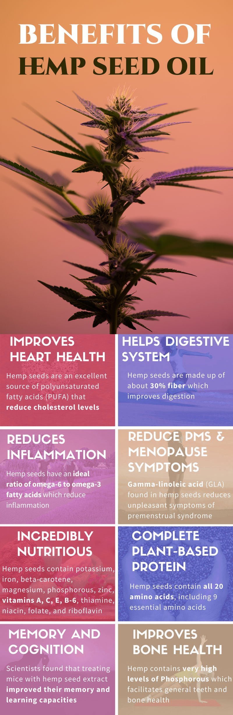 Benefits of hemp seed oil. Infographic. hemp-seed-oil-Infographic.