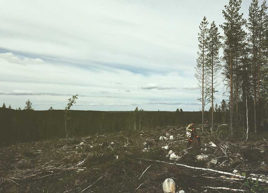 tree-planter-in-the-forest-job-description