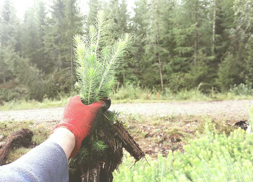 tree-seedlings-in-scandinavia-finland-how-do-it-looks-like