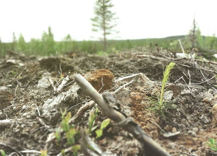 Discover the World of Tree Planting Job. Cleans Mind and Fills Pocket