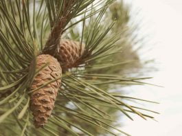 Picking-pine-cones-in-finland