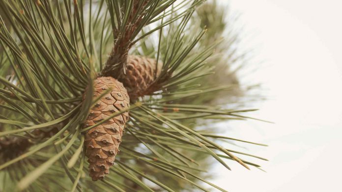 Picking pine cones in Finland. Picking-pine-cones-in-finland