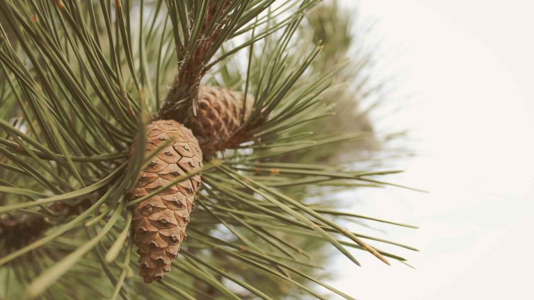 Creative Break During Work. Picking Pine Cones in Finland.