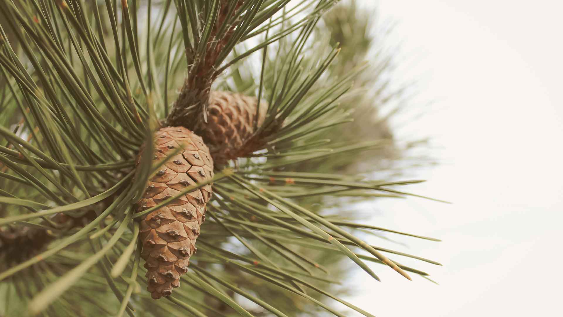 Picking-pine-cones-in-finland