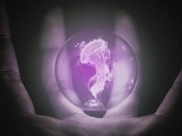 jellyfish-photomanipulation