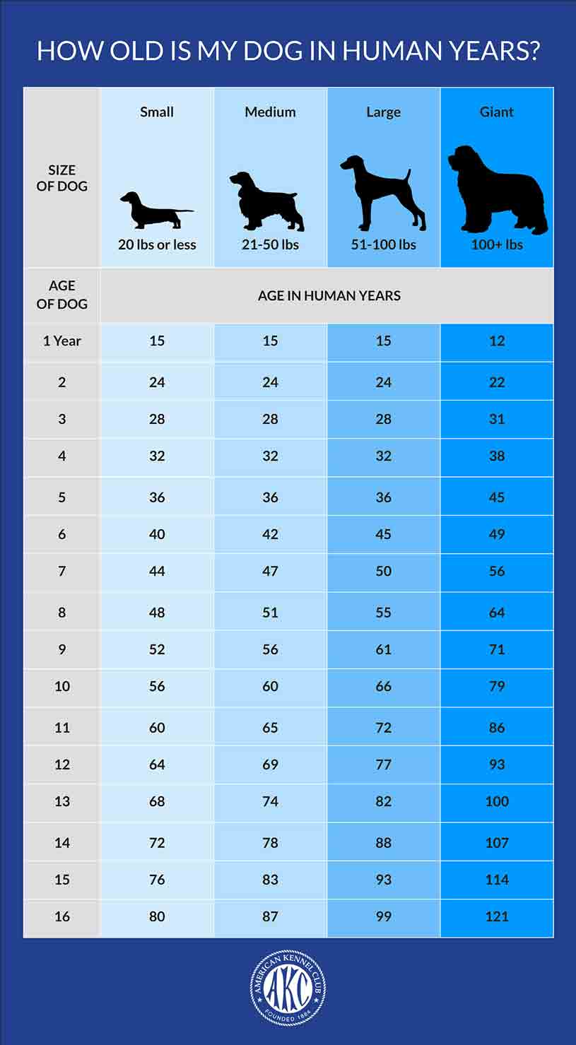 Table-poster-showing-how-old-is-dog-in-human-years