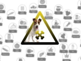 What-human-food-is-toxic-for-dogs