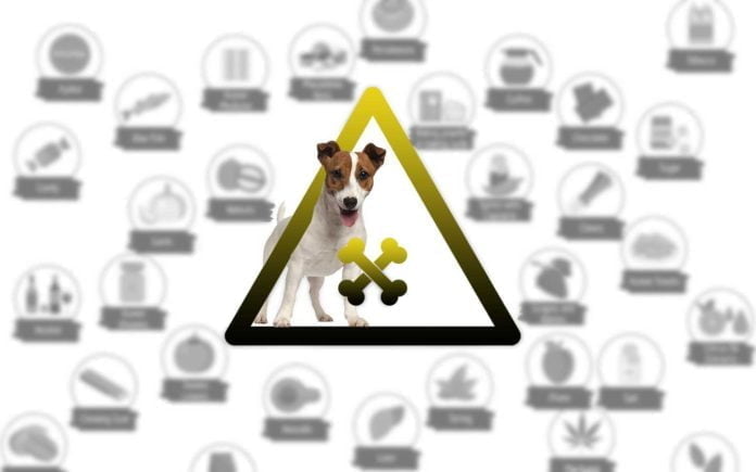 What are the toxic foods for dogs? Often products suitable for humans can be harmful or even poisonous to the dog. What-human-food-is-toxic-for-dogs