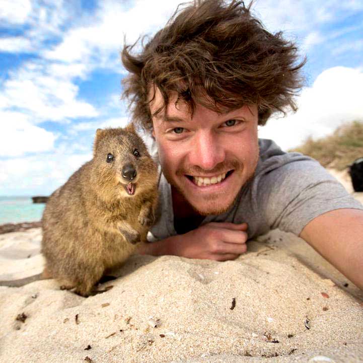 Funny selfie with Allan Dixon and his Quokka friend funny-selfie-with-animals-allan-dixon-quokka-beach