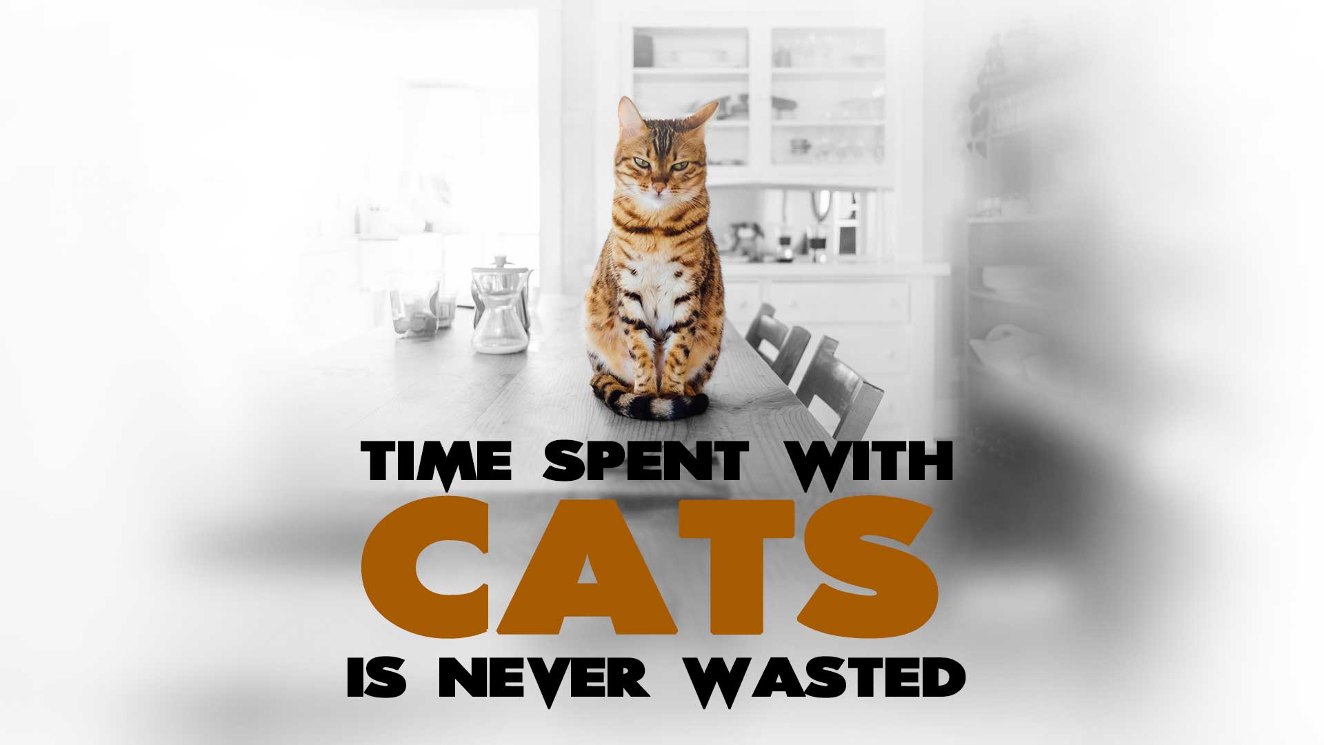 Time with cats is never wasted. Time-spent-with-cats-is-never-wasted-funny-cat-quote