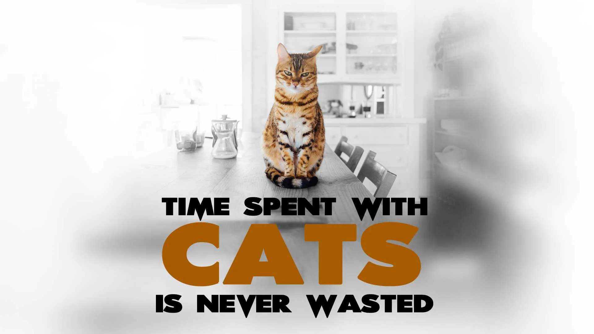 Time with cats is never wasted. Time-spent-with-cats-is-never-wasted-funny-cat-quote