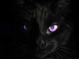 purple-eyes-black-cat-surrealism-photography-inspirational-quote