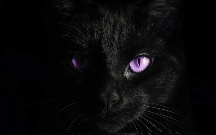 What drives your fears? Dark Inspirational Quote. purple-eyes-black-cat-surrealism-photography-inspirational-quote