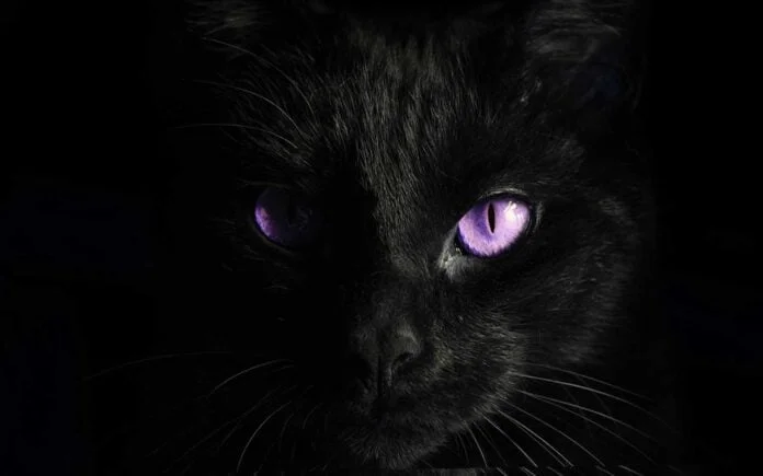 What drives your fears? Dark Inspirational Quote. purple-eyes-black-cat-surrealism-photography-inspirational-quote