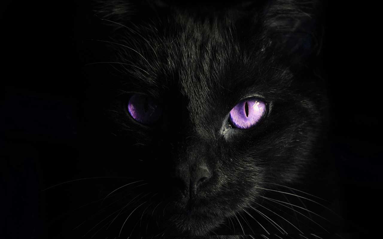 What drives your fears? Dark Inspirational Quote. purple-eyes-black-cat-surrealism-photography-inspirational-quote