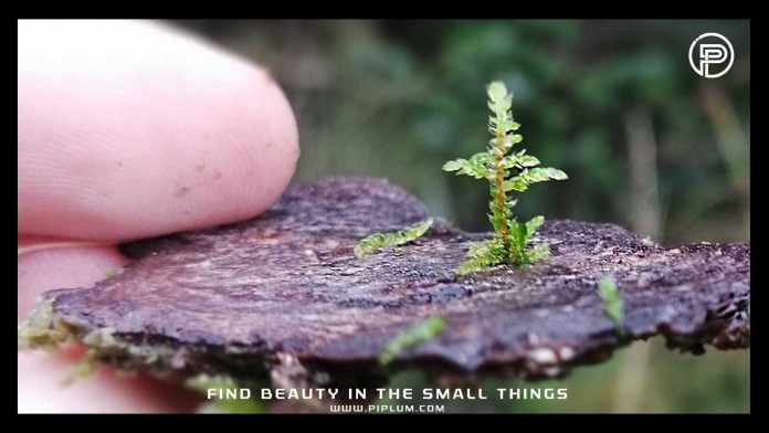 Find beauty in the small things. Inspirational Quote.