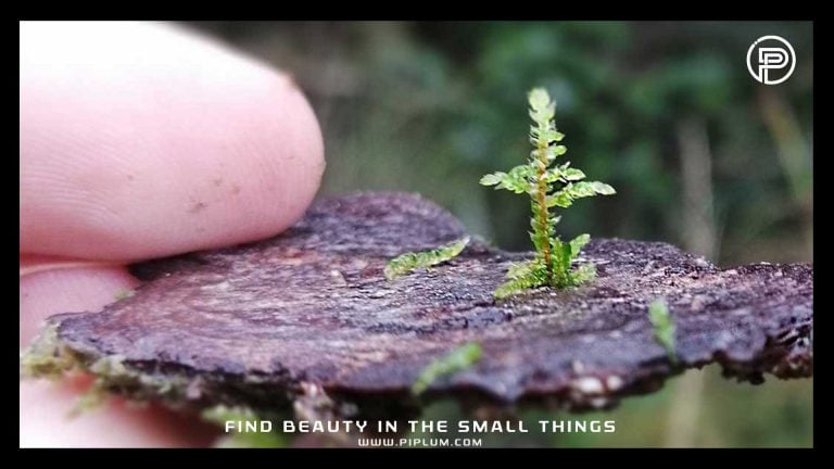 No Need To Climb Everest. Beauty Is In The Small Things. Inspirational Quote.