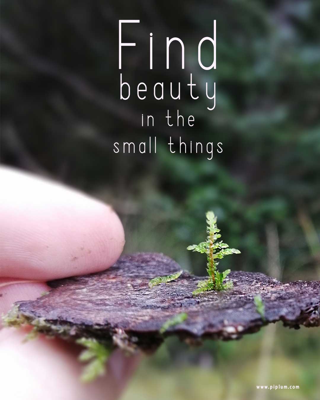 No Need To Climb Everest Beauty Is In The Small Things Inspirational Quote Piplum