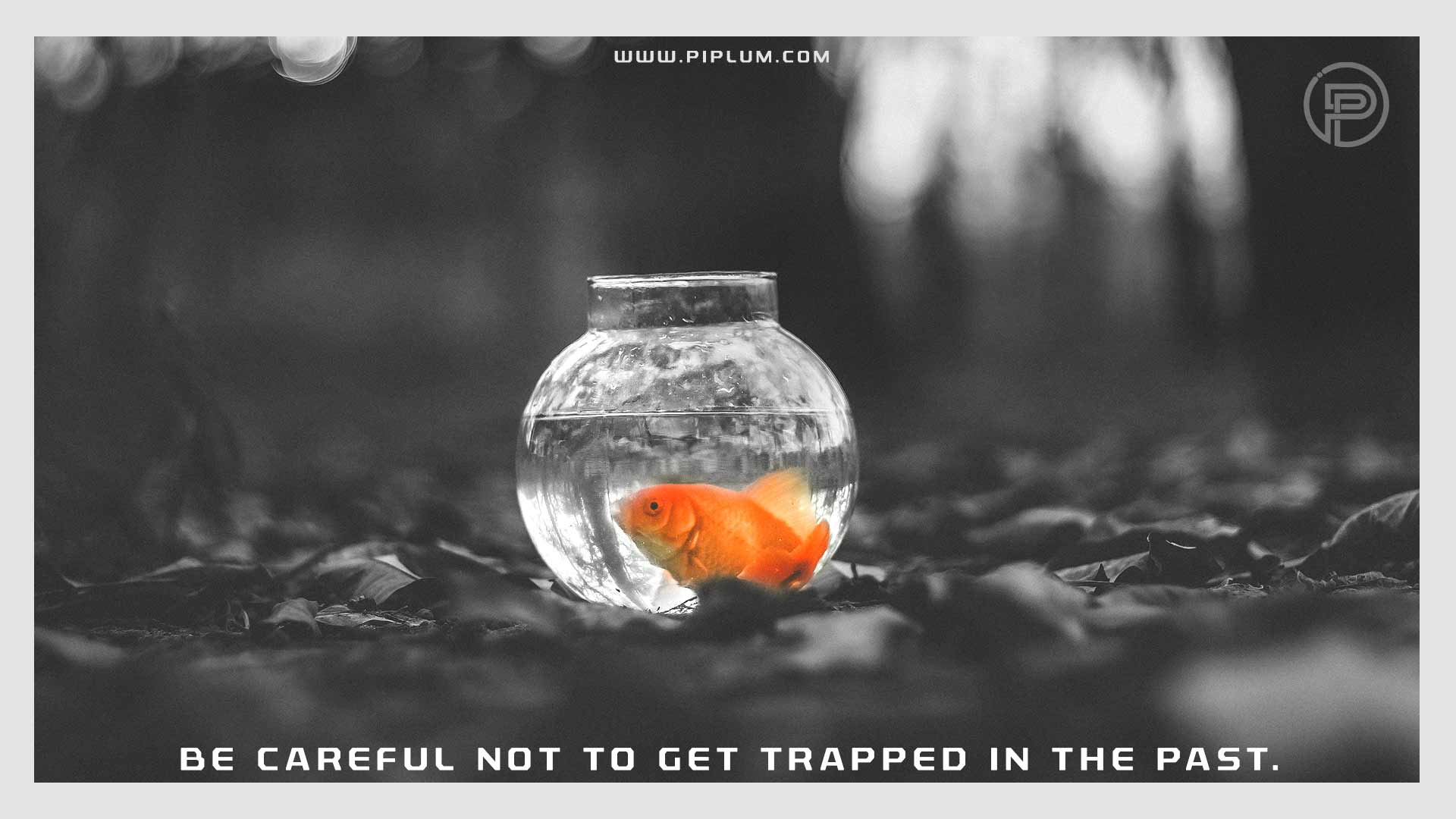 Be careful not to get trapped in the past. Coronavirus will not last forever. Motivational COVID-19 quote. Be-careful-not-to-get-trapped-in-the-past-Coronavirus-will-not-last-forever-Motivational-COVID-19-quote-fish