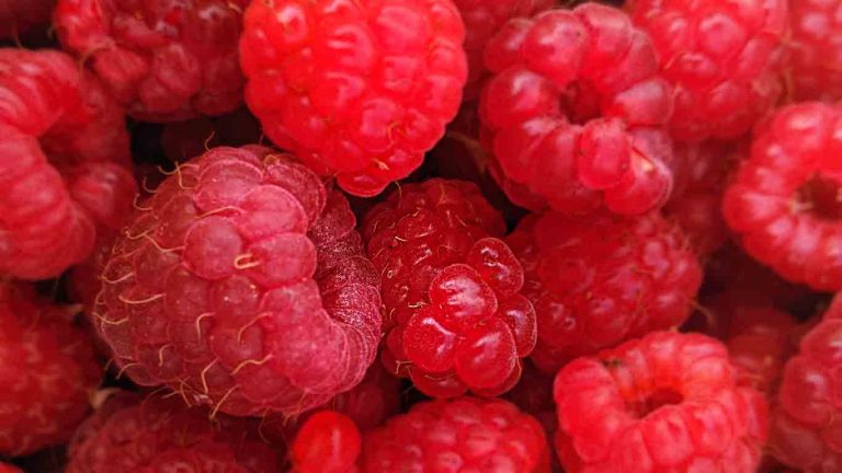 Raspberry oil features