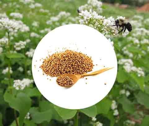 Usually, buckwheat is ecological whole grains meeting all vegans and vegetarian's demands.