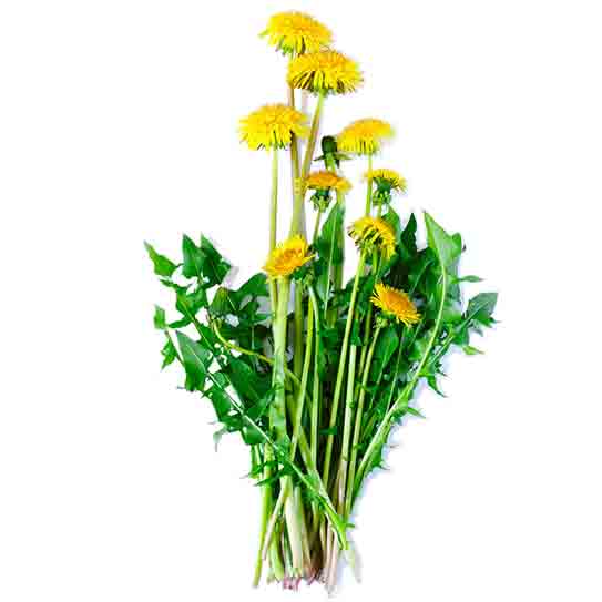 The extraordinary properties of this plant have been known for a long time. but the dandelion was undeservedly forgotten.