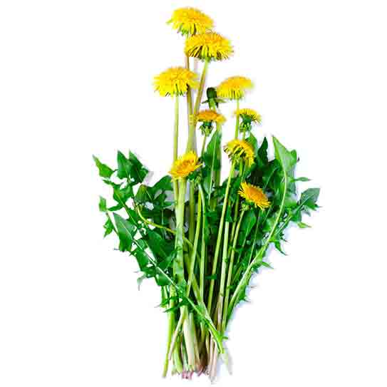 The extraordinary properties of this plant have been known for a long time. but the dandelion was undeservedly forgotten. The extraordinary properties of this plant have been known for a long time. but the dandelion was undeservedly forgotten.