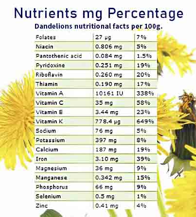 Dandelion nutritional facts. Dandelion-nutritional-facts