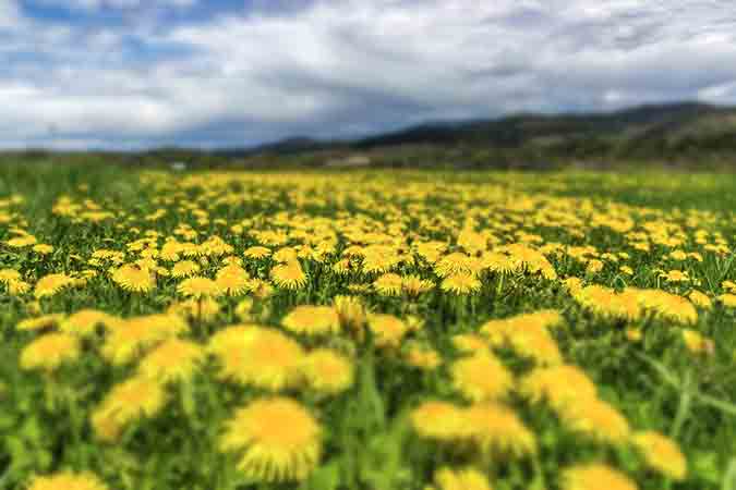 Herbalists call dandelions queens of meadows. It's a free medicine we all have forgotten. 