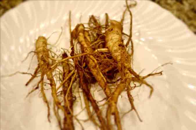 fresh-dug-dandelion-roots-ready-to-make-tea