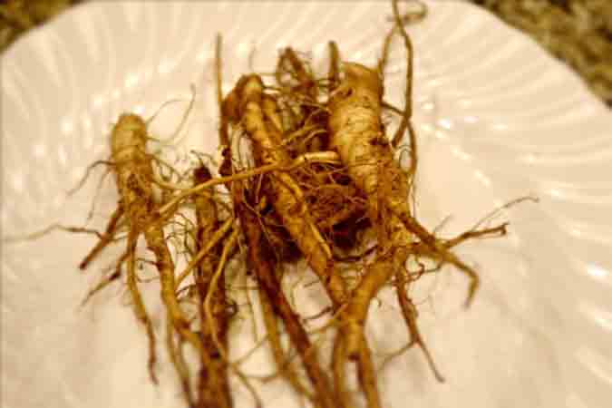 Fresh dug dandelion roots ready to be part of wonderful tea. fresh-dug-dandelion-roots-ready-to-make-tea