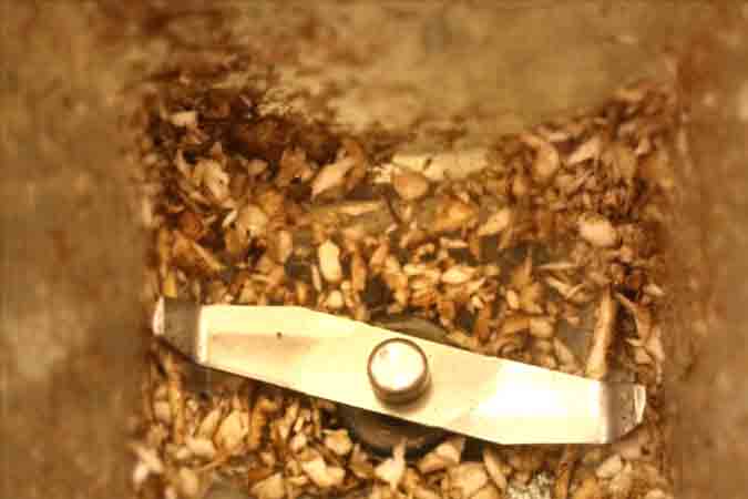 Grinding dandelion roots Grinding-dandelion-roots