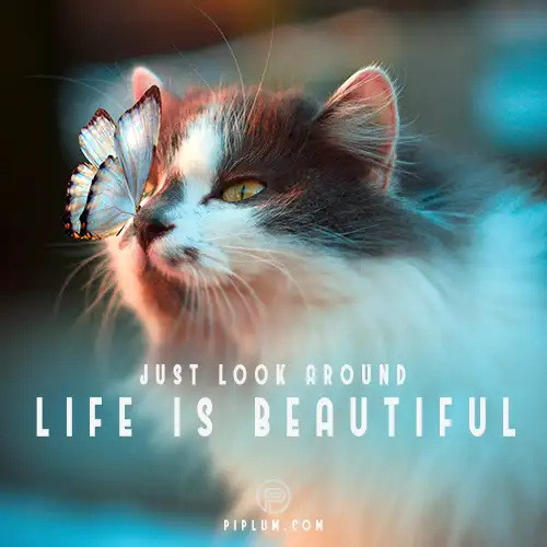 just-look-around-life-is-beautiful-quote