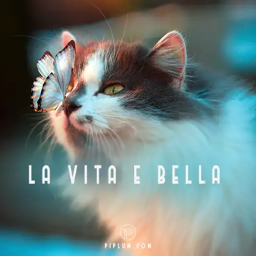 life-is-beautiful-and-cute-la-vita-e-bella-cat-butterfly-in-the-picture