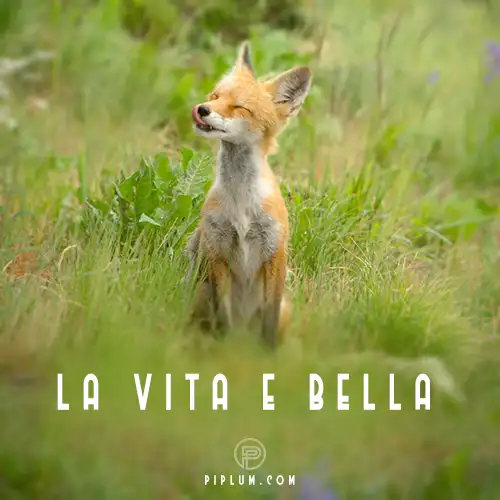La-Vita-E-Bella-Quote-Cute-Fox-enjoying-beautiful-life