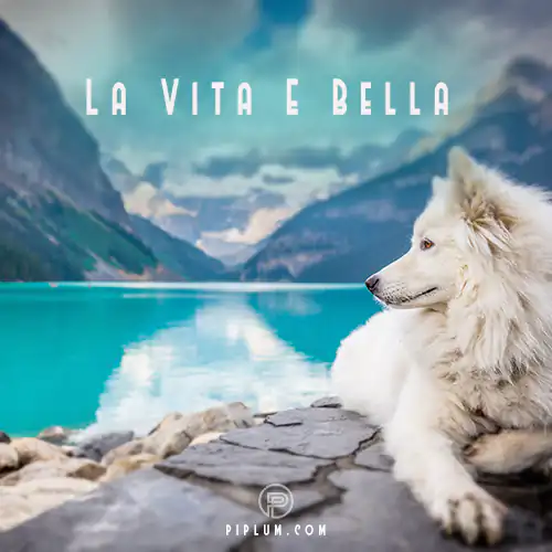 La Vita E Bella Quote For Dog Lovers La-Vita-E-Bella-Quote-For-Dog-Lovers