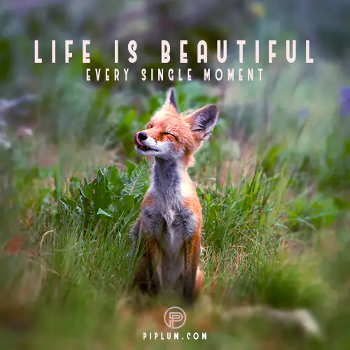 Quote-Life-is-beautiful-every-single-moment-cute-wild-fox-enjoying-freedom-and-life