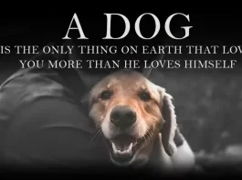 A-dog-is-the-only-thing-on-earth-that-loves-you-more-than-he-loves-himself-inspirational-quote