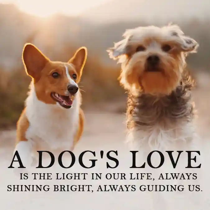 A-dogs-love-is-the-light-in-our-life-always-shining-bright-always-guiding-us.-Inspirational-quote