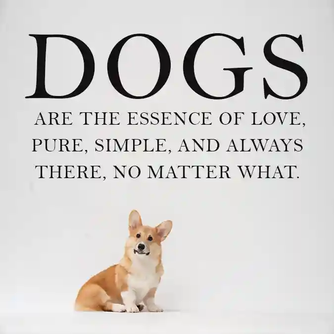 Dogs-are-the-essence-of-love-pure-simple-and-always-there-no-matter-what.-Inspirational-quote